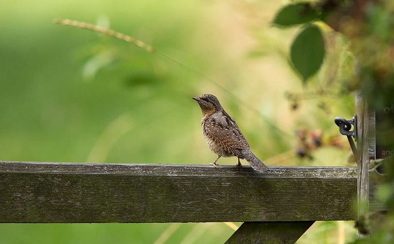 Wryneck - a nice thing to see on a country gate!