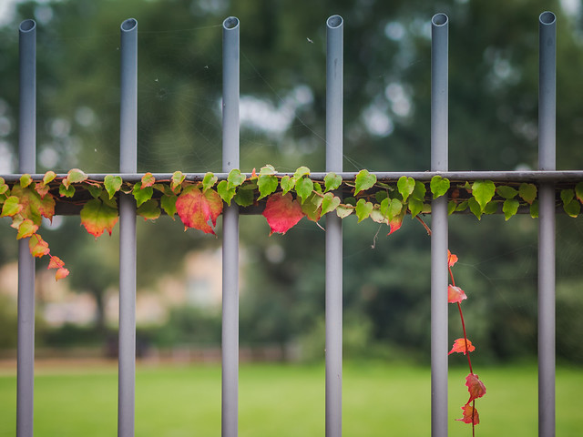 ivy on fence #HFF