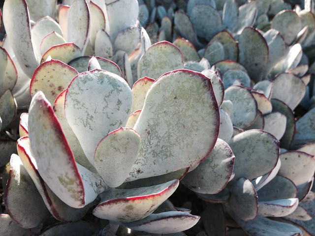 Cotyledon sp at the Wave Garden