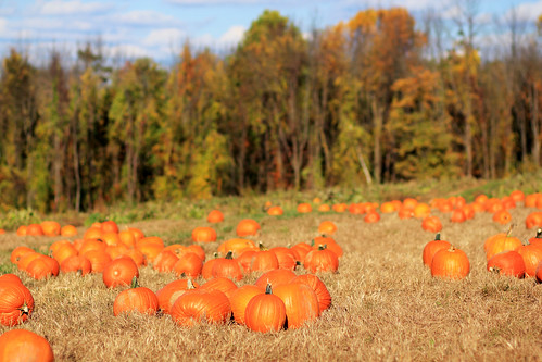 autumn fall pumpkin newjersey farm chester pumpkinpatch riamedefarms