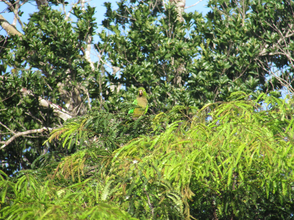 Aztec parakeet | daviddontdance | Flickr
