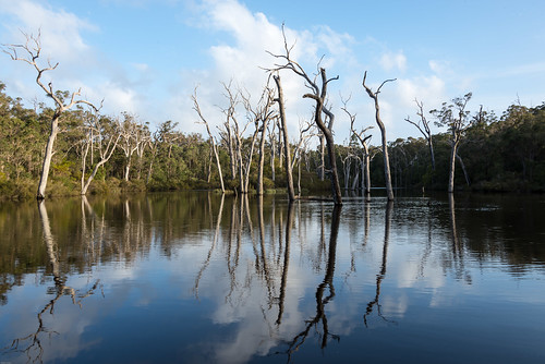 lake reflection tree river landscape nikon day australia margaretriver deadwood westernaustralia hdr d600 2013 nikond600 nikonfx pwpartlycloudy