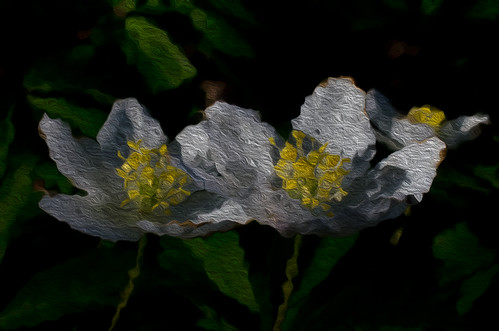 anemone-nemorosa-digital-painting-abstract-flower-painti-flickr