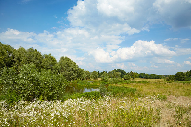 Meadow and a lake in the woods. Typical summer landscape in Europe.