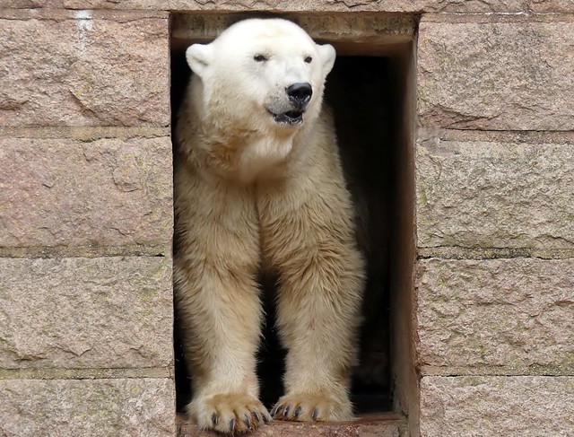 Polar Bear VIENNA