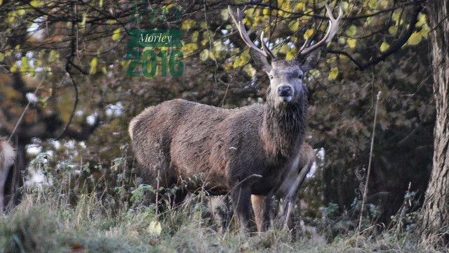 The Red deer Stag