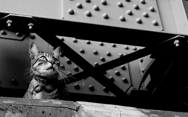Cat under the bridge