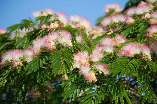 Albizia julibrissin / Mimosa tree