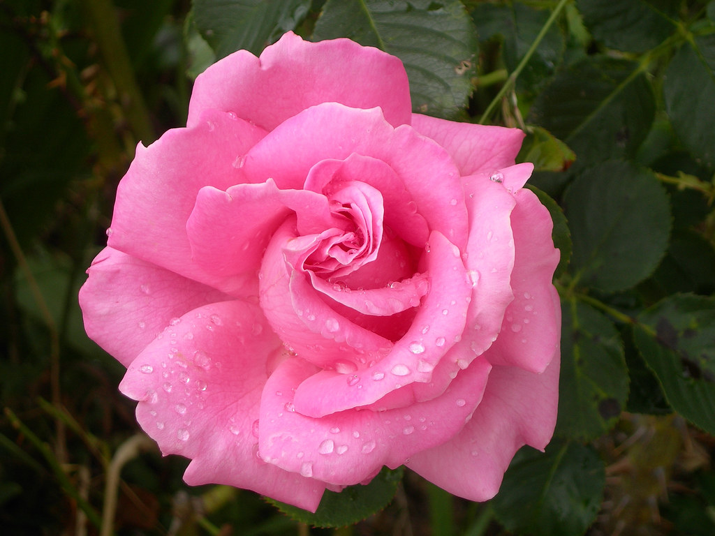 PRD | Pink Rose Drops. Queen Elizabeth Rose grows and flower… | Flickr