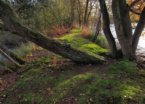 nature landscape moss trees limburg wijvenheide sintjansvijvers ngc