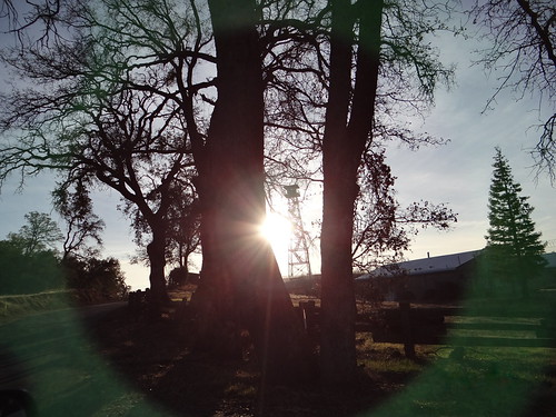 Sunrays between Tree | by lilly & me