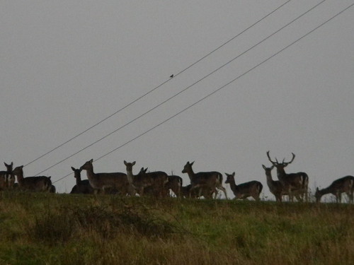 Deer Loughton to Epping
