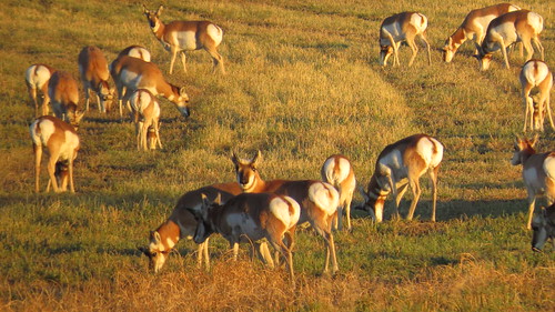 montana afternoon dusk antelope grassland herd i90 pronghorn interstate90 pronghornantelope