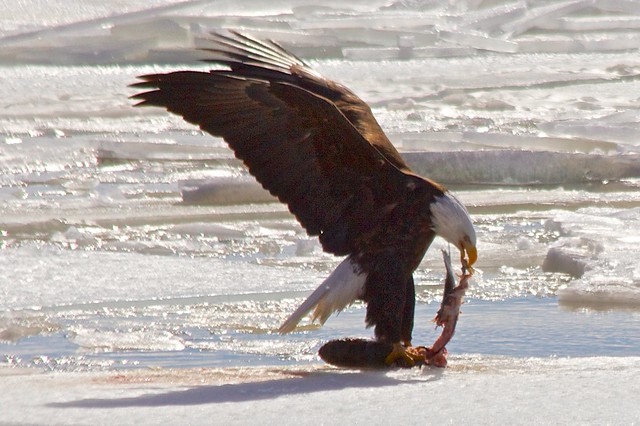 Eagles feast on fish on the frozen Mississippi River.