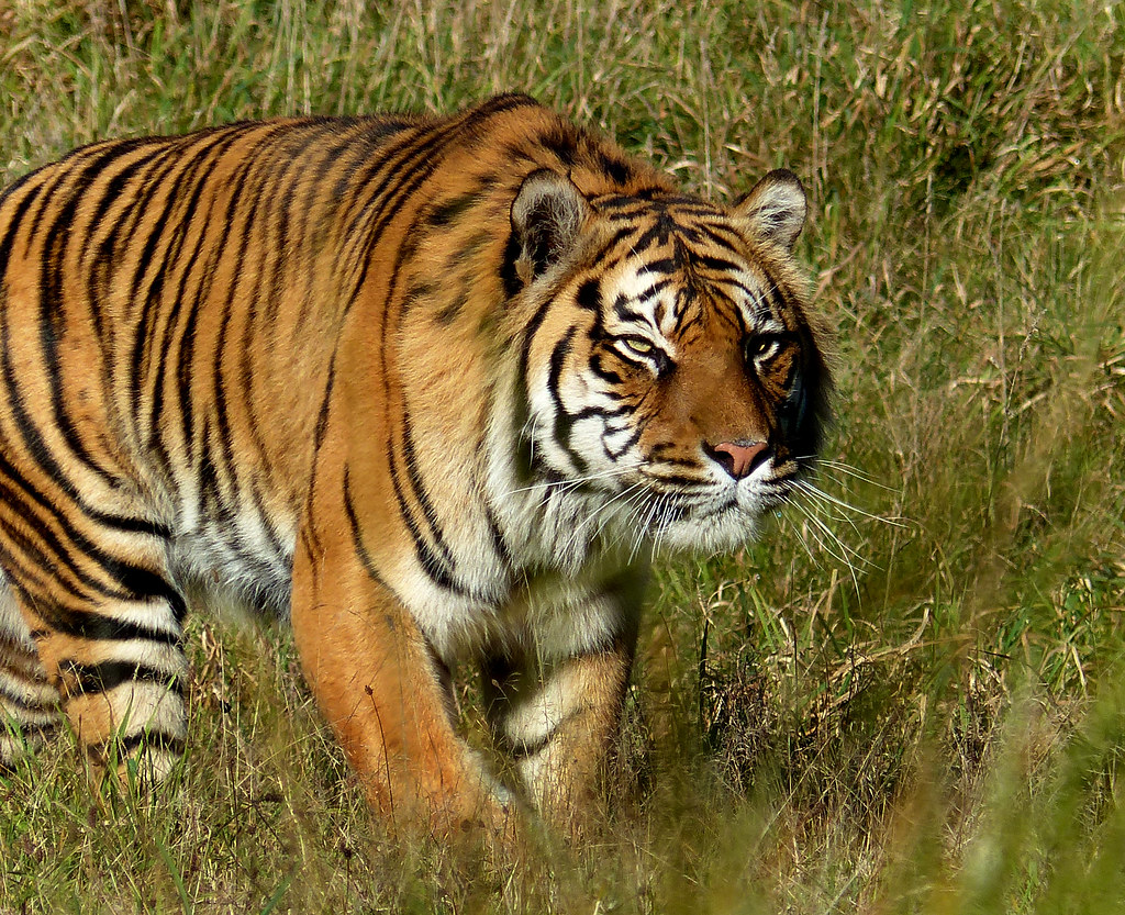 Sumatran Tiger. | The Sumatran tiger is the smallest subspec… | Flickr