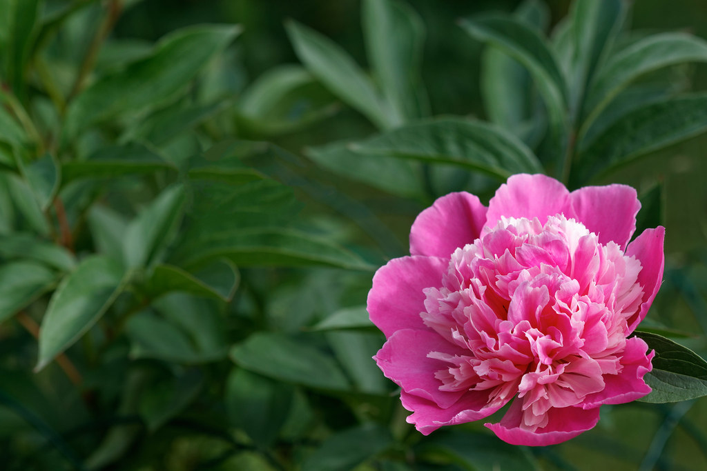 Peony | A pink peony flower. | Ervins Strauhmanis | Flickr