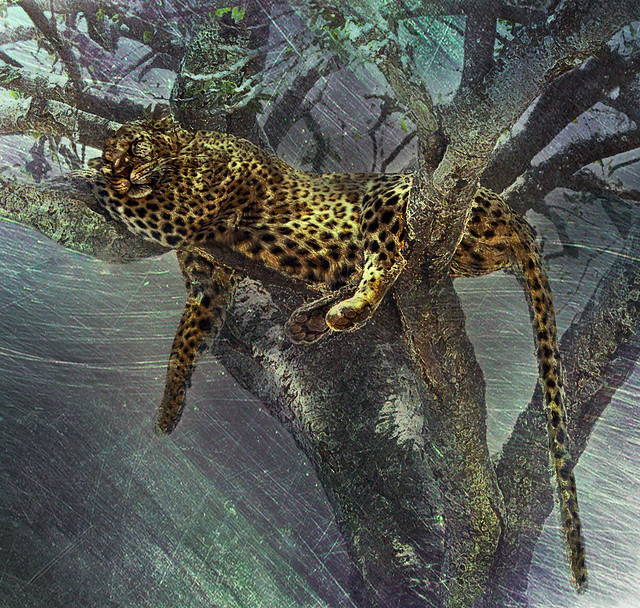 Leopard Dreams