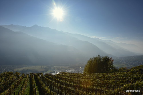 1-DSC_1788 shining over the blessed grapevines and mountains of Valtellina...