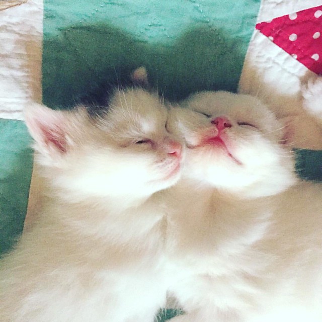 sleepy. #kittensofinstagram #kittensgram