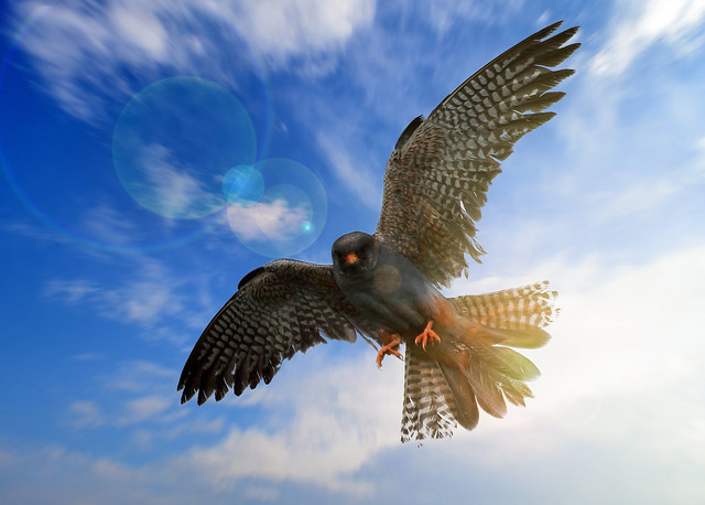 Falcon-in-flight