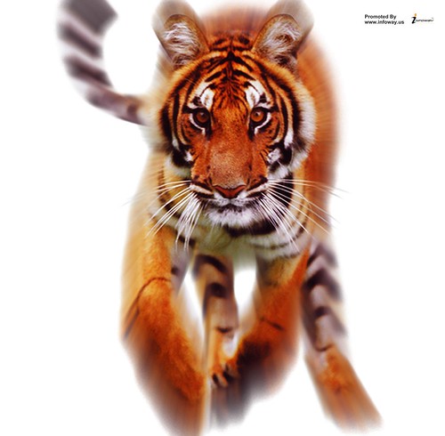 Attack cat image | by Infoway LLC - Website Development Company