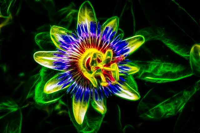 Passion flower (turbocharged)