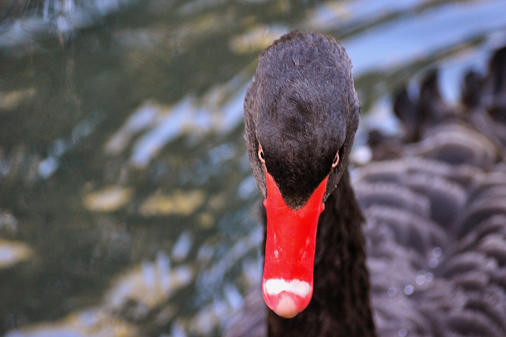 Funny birds 2 Angry Swan. A long neck, and a quieter afternoon. — Infomastern, CC BY-SA