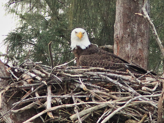 Bald Eagle adult on nest 3-20140105