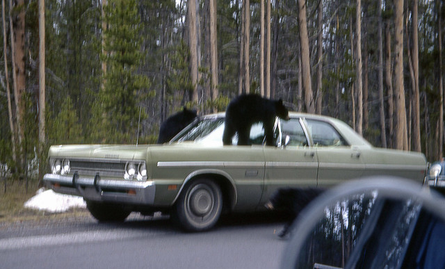 Bears and cars in Yellowstone National Park. 1971. (Photo No.1 of 2)
