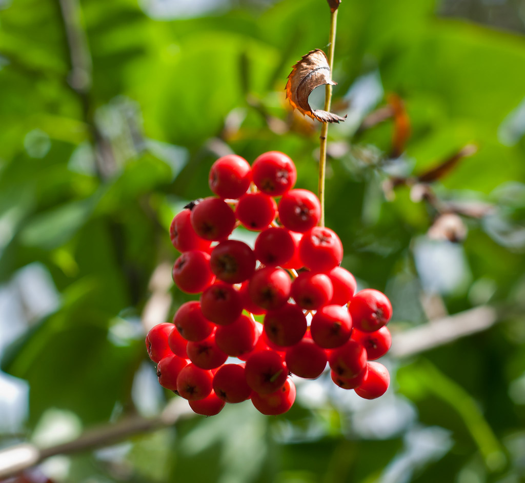 berrys | Joseph Willott | Flickr