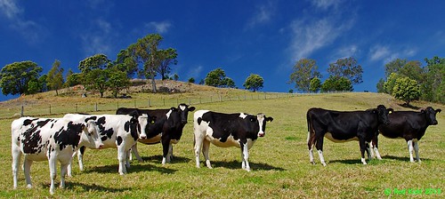 rural cows pentax australia k5 da15mmlimited