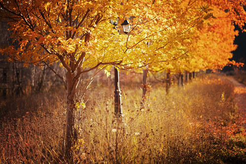 autumn trees fall bc roadtrip princeton rainbowlake