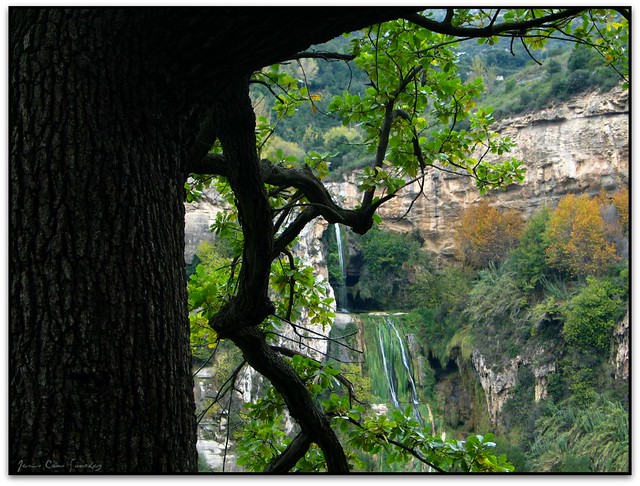 El roure enquadrant els salts d'aigua, Priorat de Sant Miquel del Fai (el Vallès Oriental, Catalunya)