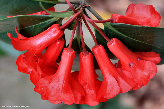Rhododendron lochiae (Rhododendron viriosum) - Mt Annan Botanic Gardens, Campbeltown, NSW