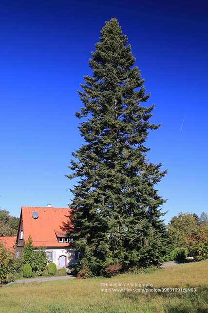 Schurwald, Hohengehren, Parkhaus with North-American coastal grand fir