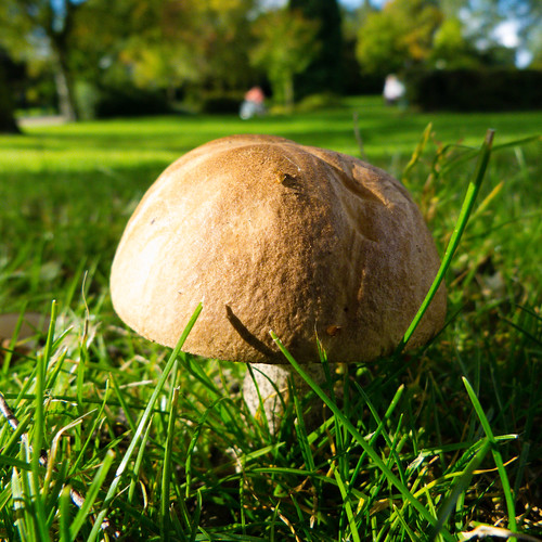 Birch bolete by the pitch and putt, Bantock Park