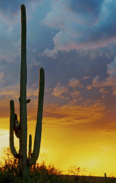 Saguaro NP saguaro sunset 2