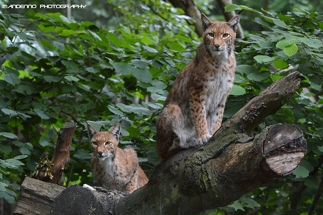 Two eurasian lynx - Zoo Duisburg
