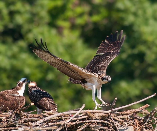 Osprey - learning to fly 6