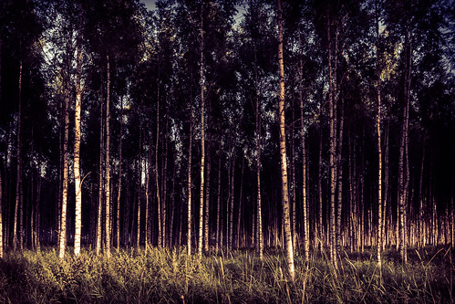 sweden plantation birch dalarna 3x2 borlange