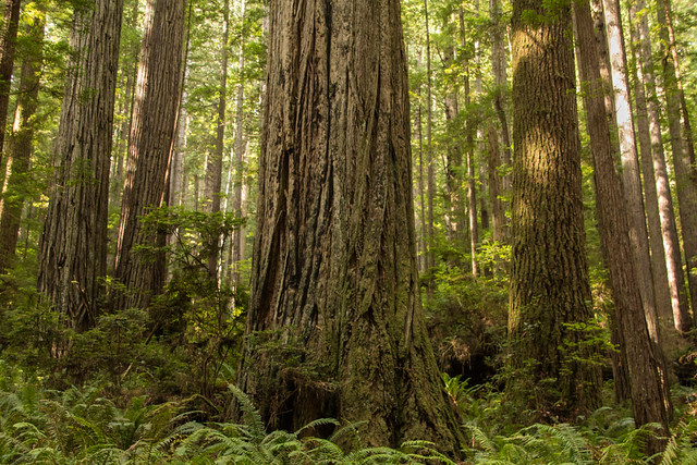 Giant Redwoods in Prairie Creek Redwoods State Park