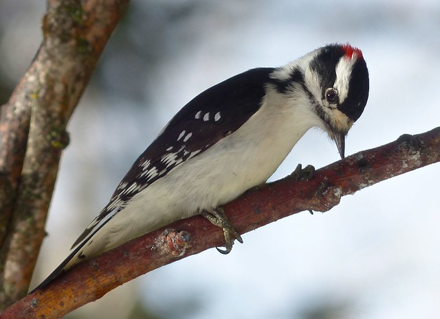 Downy Woodpecker male.