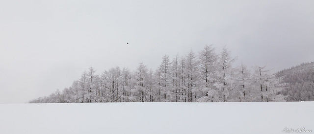 Snowcapped Forest and a Bird in Pyeongchang, Gangwon, South Korea