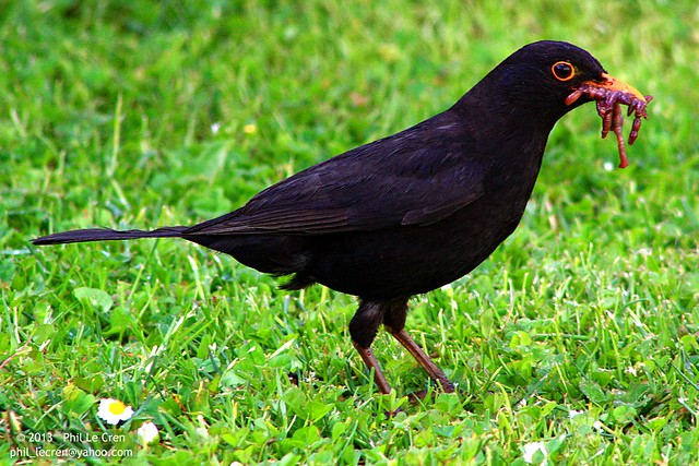 Male Blackbird Collecting Worms