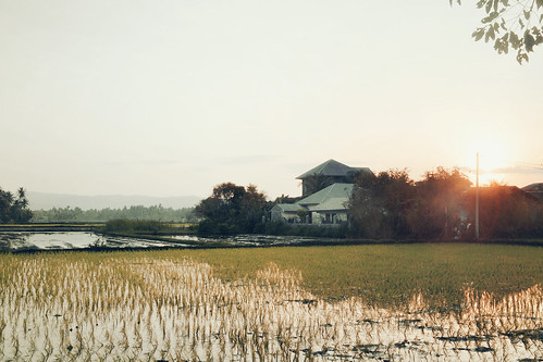 morning sun ricefield