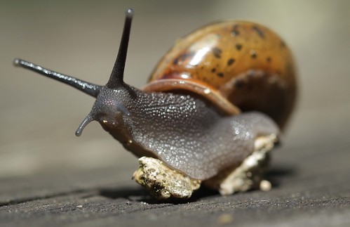 Snail | Luigi Mengato | Flickr
