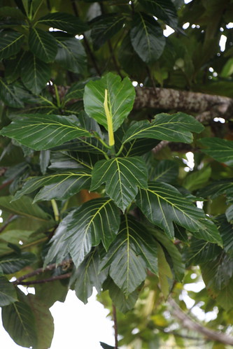rota artocarpus moraceae artocarpusmariannensis