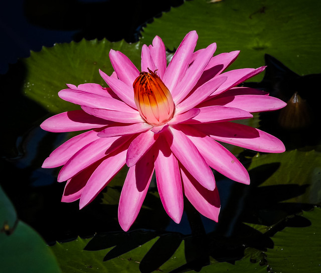 Vibrant  Pink Water Lily