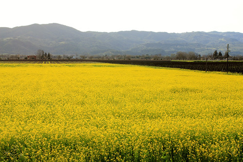 Mustard Flowers in Napa