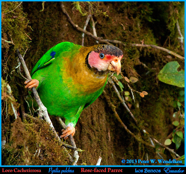 ROSE-FACED PARROT Pyrilia pulchra near Los Bancos, Northwestern Ecuador. Parrot Photo by Peter Wendelken.